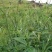 纯野生新鲜干货续断中药食材