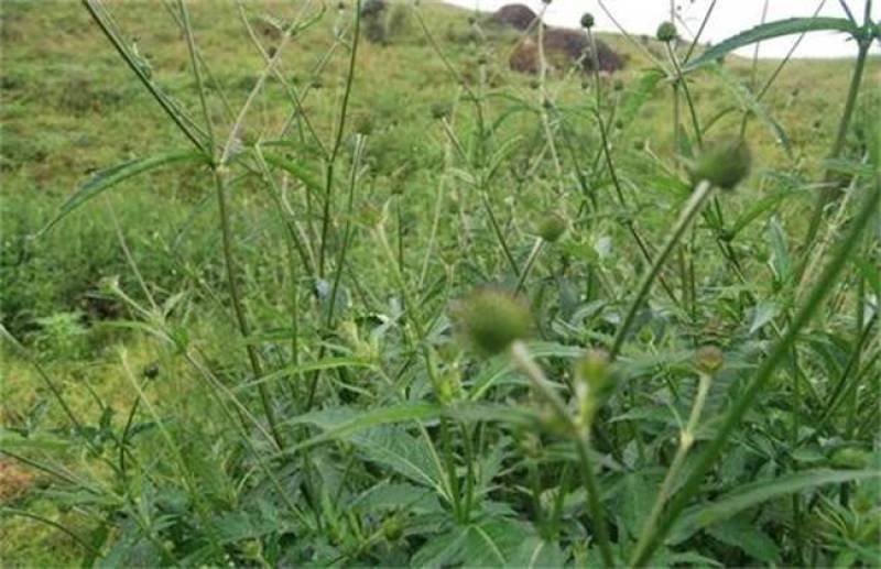纯野生新鲜干货续断中药食材