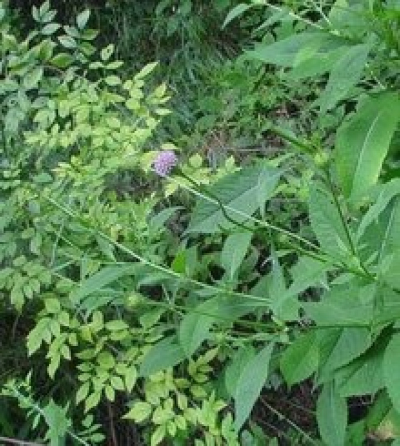 纯野生新鲜干货续断中药食材
