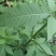 纯野生新鲜干货续断中药食材