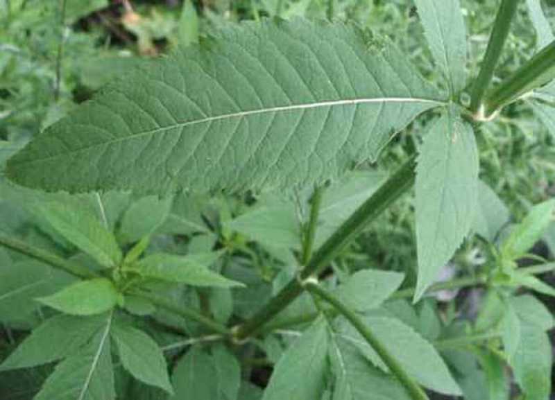 纯野生新鲜干货续断中药食材