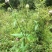 纯野生新鲜干货续断中药食材