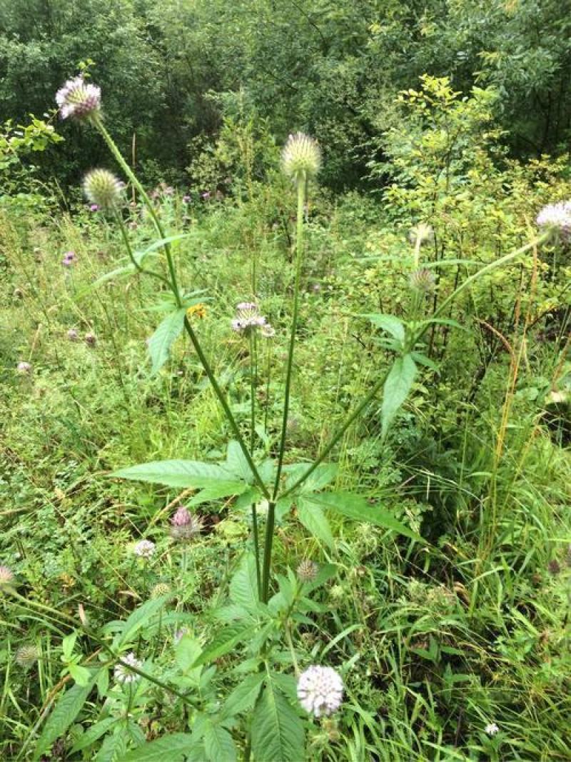 纯野生新鲜干货续断中药食材