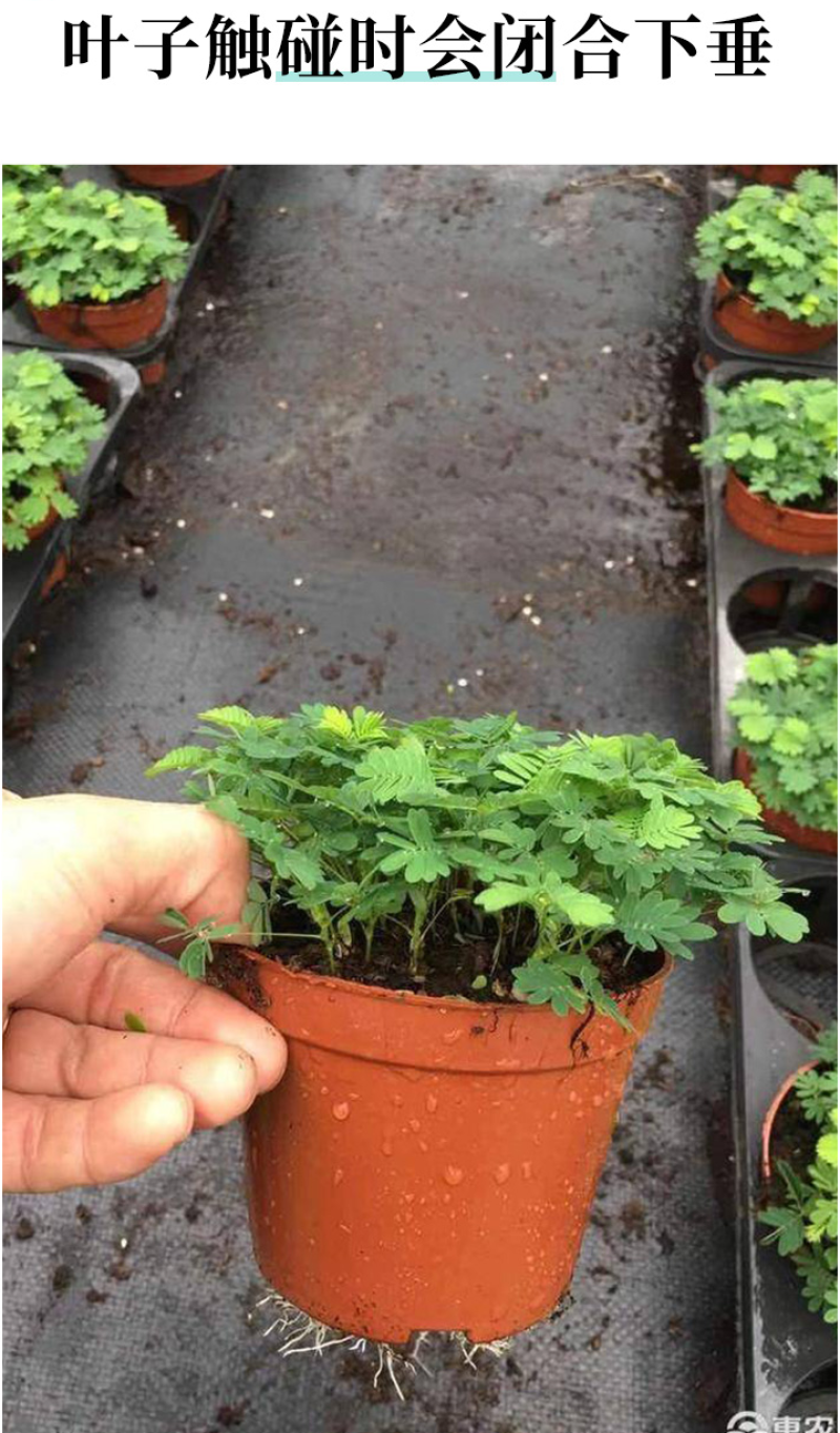 含羞草种子阳台绿植春季花种子室内盆栽易种易活含羞草种子
