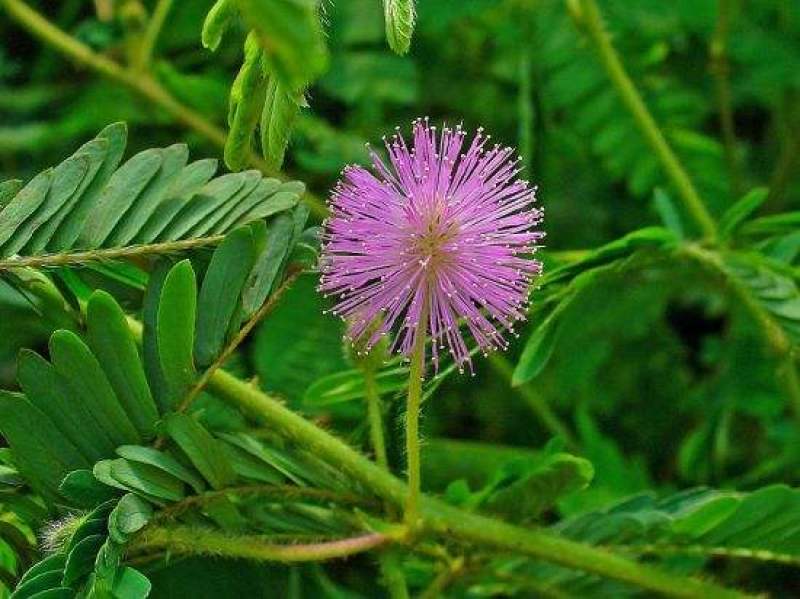 含羞草种子阳台绿植春季花种子室内盆栽易种易活含羞草种子