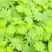 含羞草种子阳台绿植春季花种子室内盆栽易种易活含羞草种子
