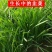 韭菜苗货源充足抗干尖量大从优欢迎来电咨询