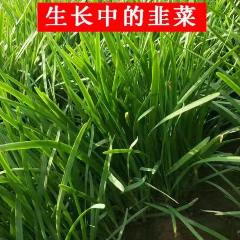 韭菜苗货源充足抗干尖量大从优欢迎来电咨询