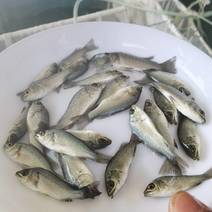 宝石鲈鱼澳洲宝石鲈鱼优质鱼苗保证。送货上门