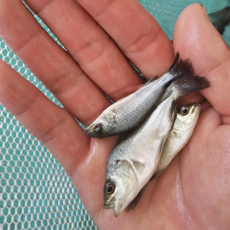 宝石鲈鱼澳洲宝石鲈鱼优质鱼苗保证。送货上门