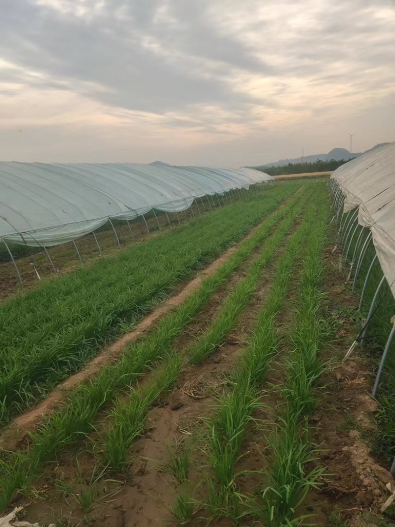 韭菜苗货源充足抗干尖量大从优欢迎来电咨询