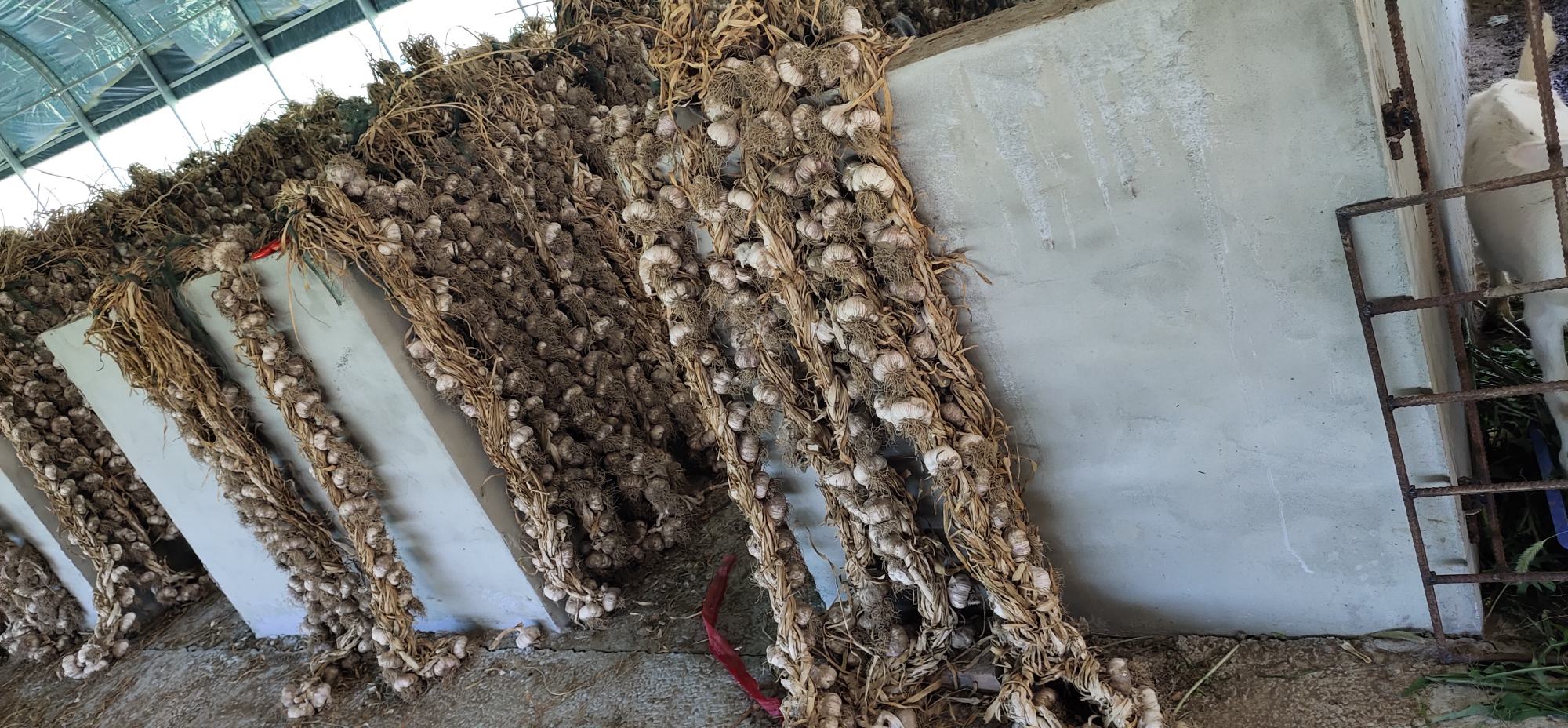 云南红蒜与当地居民生活场景图