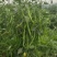 螺丝椒苗，大薄皮苗，有货。1毛1棵包邮，5000棵起