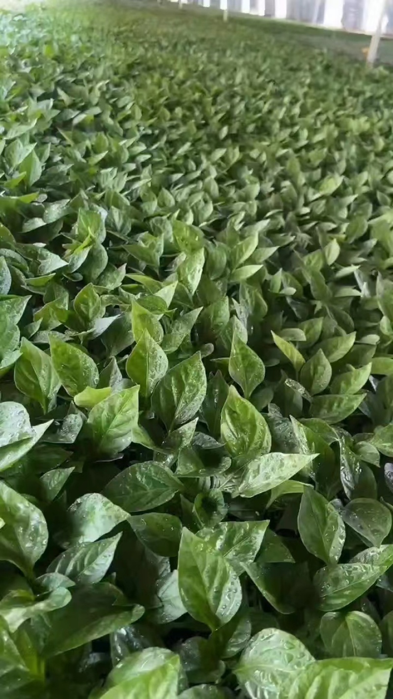 螺丝椒苗，大薄皮苗，有货。1毛1棵包邮，5000棵起