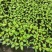 螺丝椒苗，大薄皮苗，有货。1毛1棵包邮，5000棵起