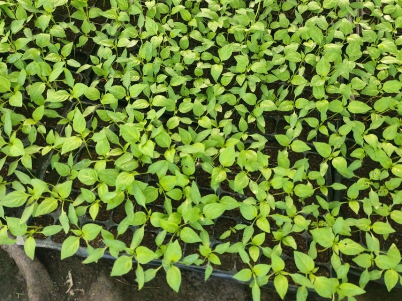 螺丝椒苗，大薄皮苗，有货。1毛1棵包邮，5000棵起