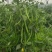 螺丝椒苗，大薄皮苗，有货。1毛1棵包邮，5000棵起