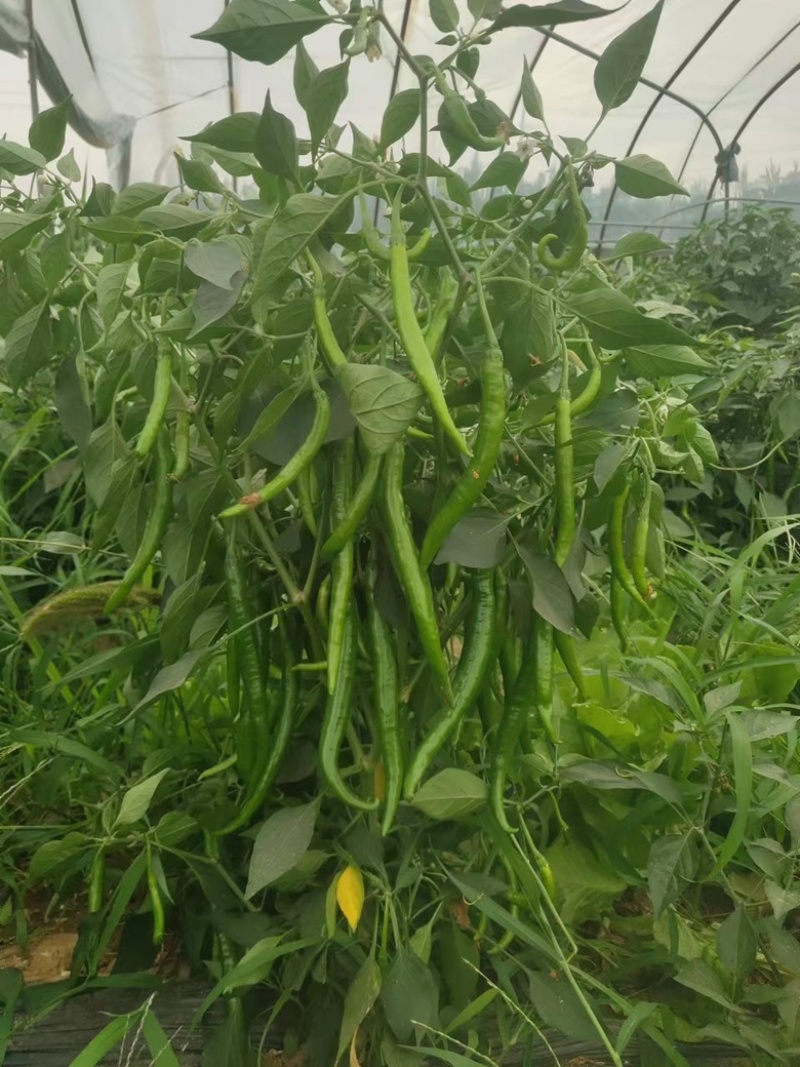螺丝椒苗，大薄皮苗，有货。1毛1棵包邮，5000棵起