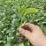 螺丝椒苗，大薄皮苗，有货。1毛1棵包邮，5000棵起