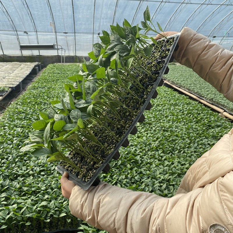 螺丝椒苗，大薄皮苗，有货。1毛1棵包邮，5000棵起