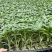 螺丝椒苗，大薄皮苗，有货。1毛1棵包邮，5000棵起