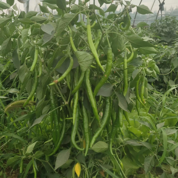 螺丝椒苗，大薄皮苗，有货。1毛1棵包邮，5000棵起