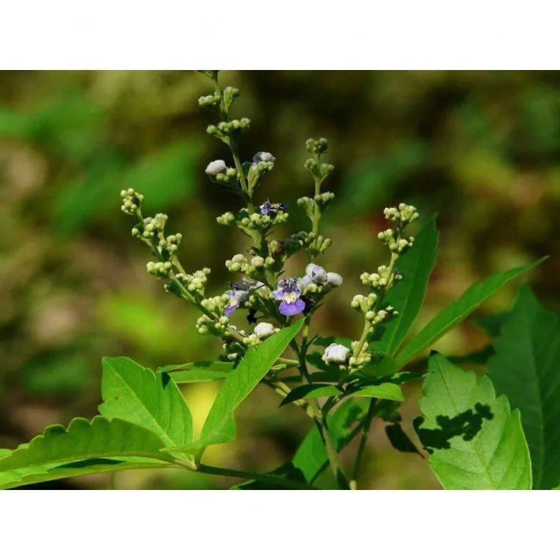 荆条种子护坡灌木种子道路护坡铁路护坡花卉黄荆种子