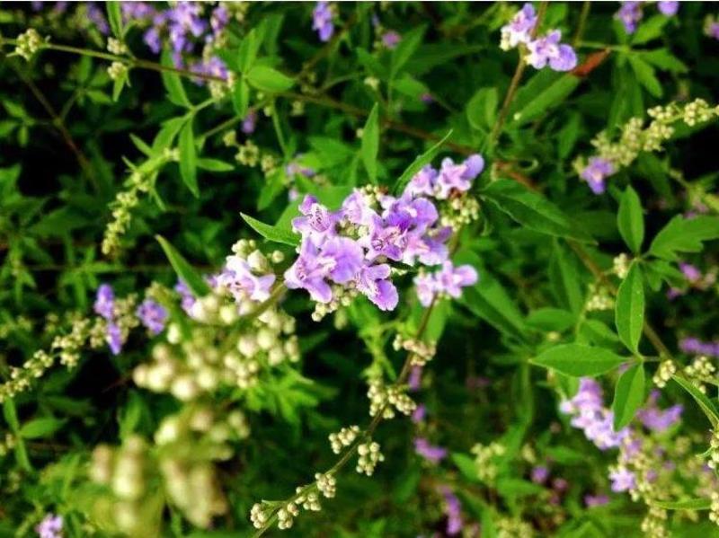 荆条种子护坡灌木种子道路护坡铁路护坡花卉黄荆种子