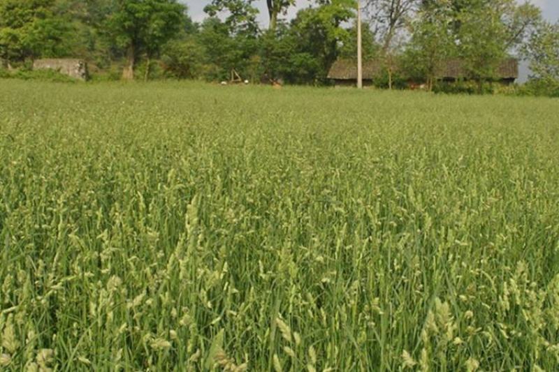 鸭茅种子多年生耐阴耐寒果园草鸡脚草牧草种籽防沙固土鸭茅草