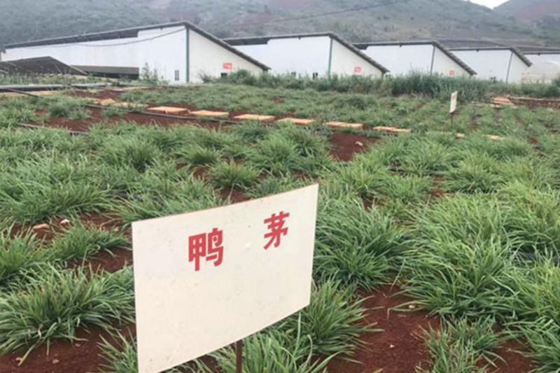 鸭茅种子多年生耐阴耐寒果园草鸡脚草牧草种籽防沙固土鸭茅草