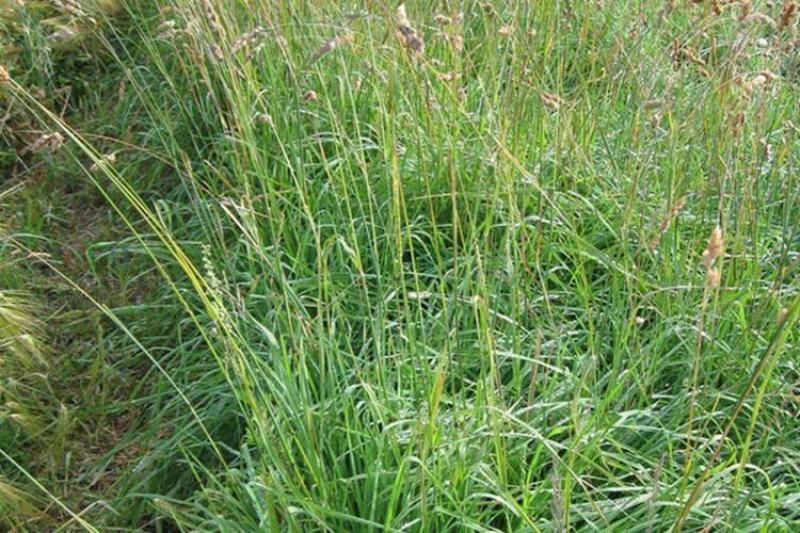 鸭茅种子多年生耐阴耐寒果园草鸡脚草牧草种籽防沙固土鸭茅草