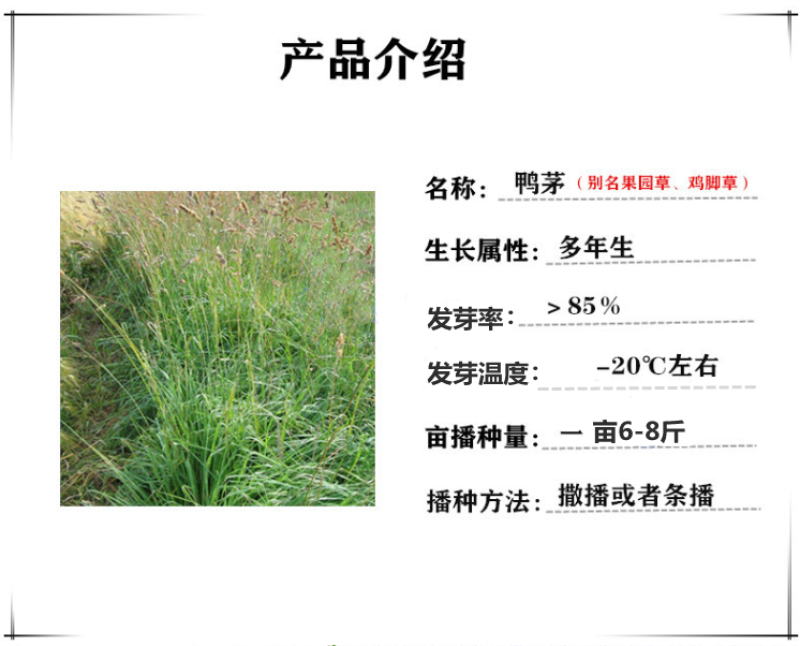 鸭茅种子多年生耐阴耐寒果园草鸡脚草牧草种籽防沙固土鸭茅草