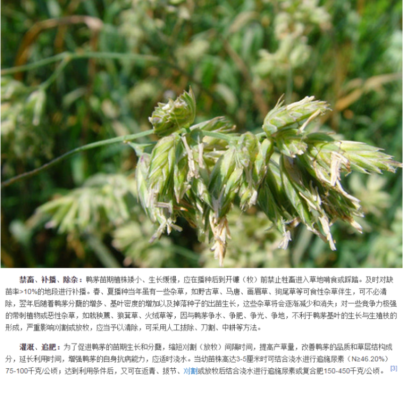 鸭茅种子多年生耐阴耐寒果园草鸡脚草牧草种籽防沙固土鸭茅草
