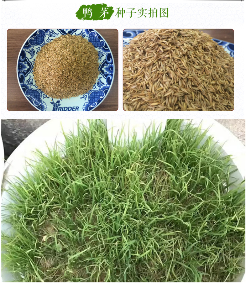 鸭茅种子多年生耐阴耐寒果园草鸡脚草牧草种籽防沙固土鸭茅草