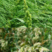 鸭茅种子多年生耐阴耐寒果园草鸡脚草牧草种籽防沙固土鸭茅草