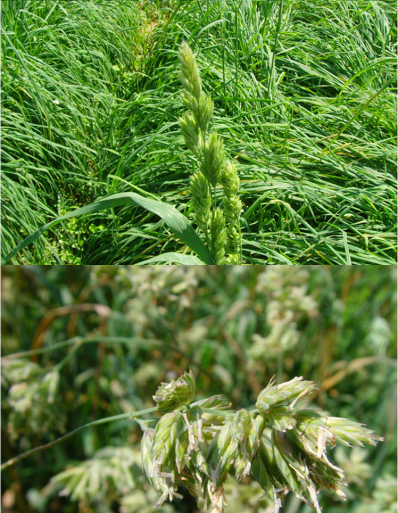 鸭茅种子多年生耐阴耐寒果园草鸡脚草牧草种籽防沙固土鸭茅草
