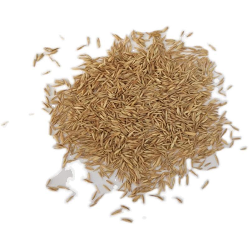 鸭茅种子多年生耐阴耐寒果园草鸡脚草牧草种籽防沙固土鸭茅草