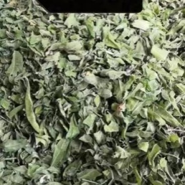大货/河北省产/罗布麻叶