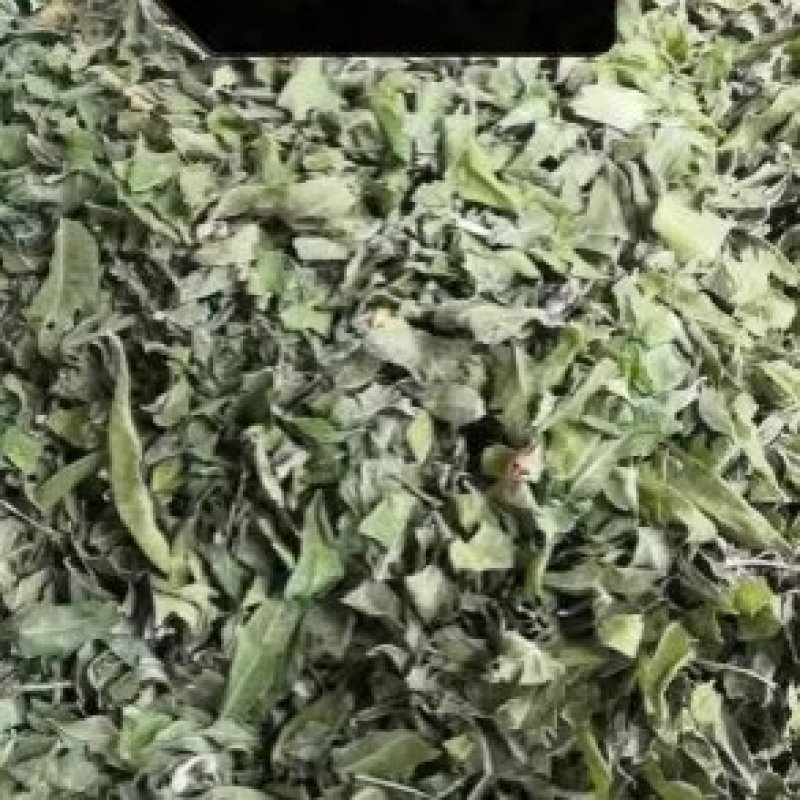 大货/河北省产/罗布麻叶