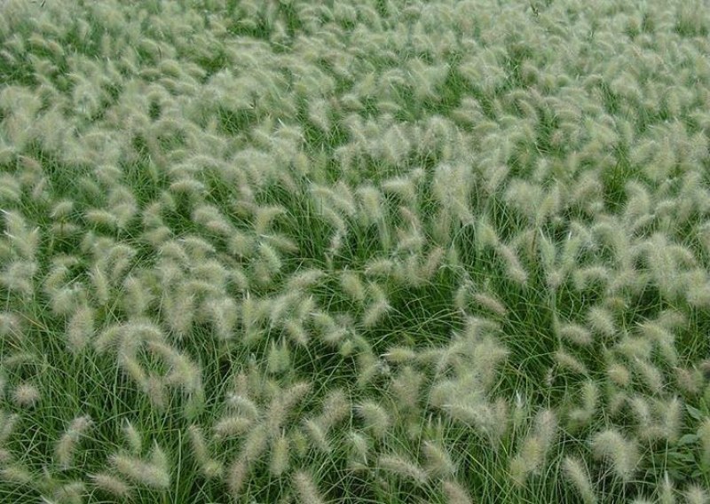 紫色狼尾草草种籽护坡观赏火焰紫叶春秋季多年生种子庭院户外