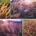 紫色狼尾草草种籽护坡观赏火焰紫叶春秋季多年生种子庭院户外