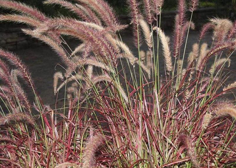 紫色狼尾草草种籽护坡观赏火焰紫叶春秋季多年生种子庭院户外