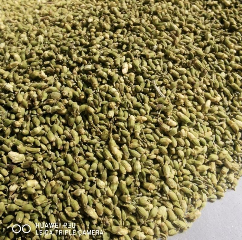 槐米正宗槐米颜色青各种规格量大从优