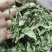 甜叶菊包邮一公斤起批中药材甜菊叶产地直发