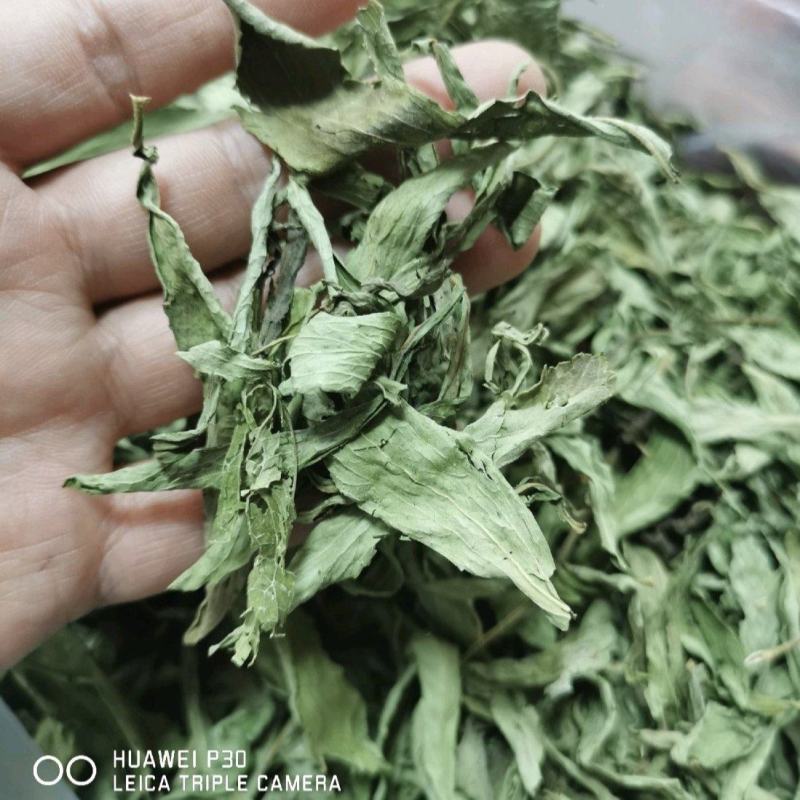 甜叶菊包邮一公斤起批中药材甜菊叶产地直发