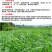 鸭茅种子多年生耐阴耐寒果园草鸡脚草牧草种籽防沙固土鸭茅草