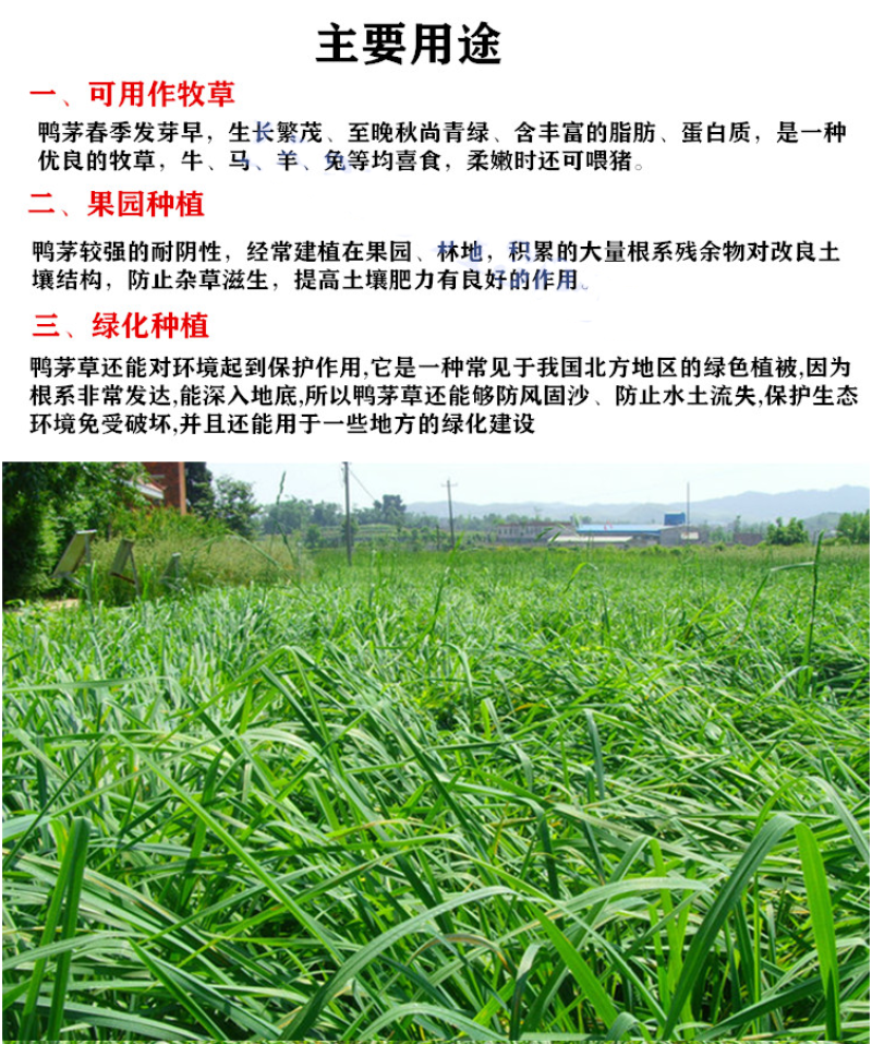 鸭茅种子多年生耐阴耐寒果园草鸡脚草牧草种籽防沙固土鸭茅草