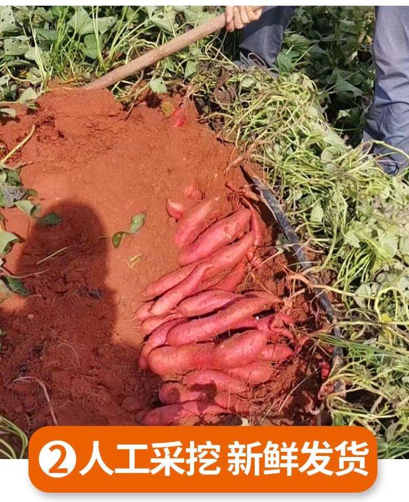 蜜薯