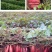 蜜薯