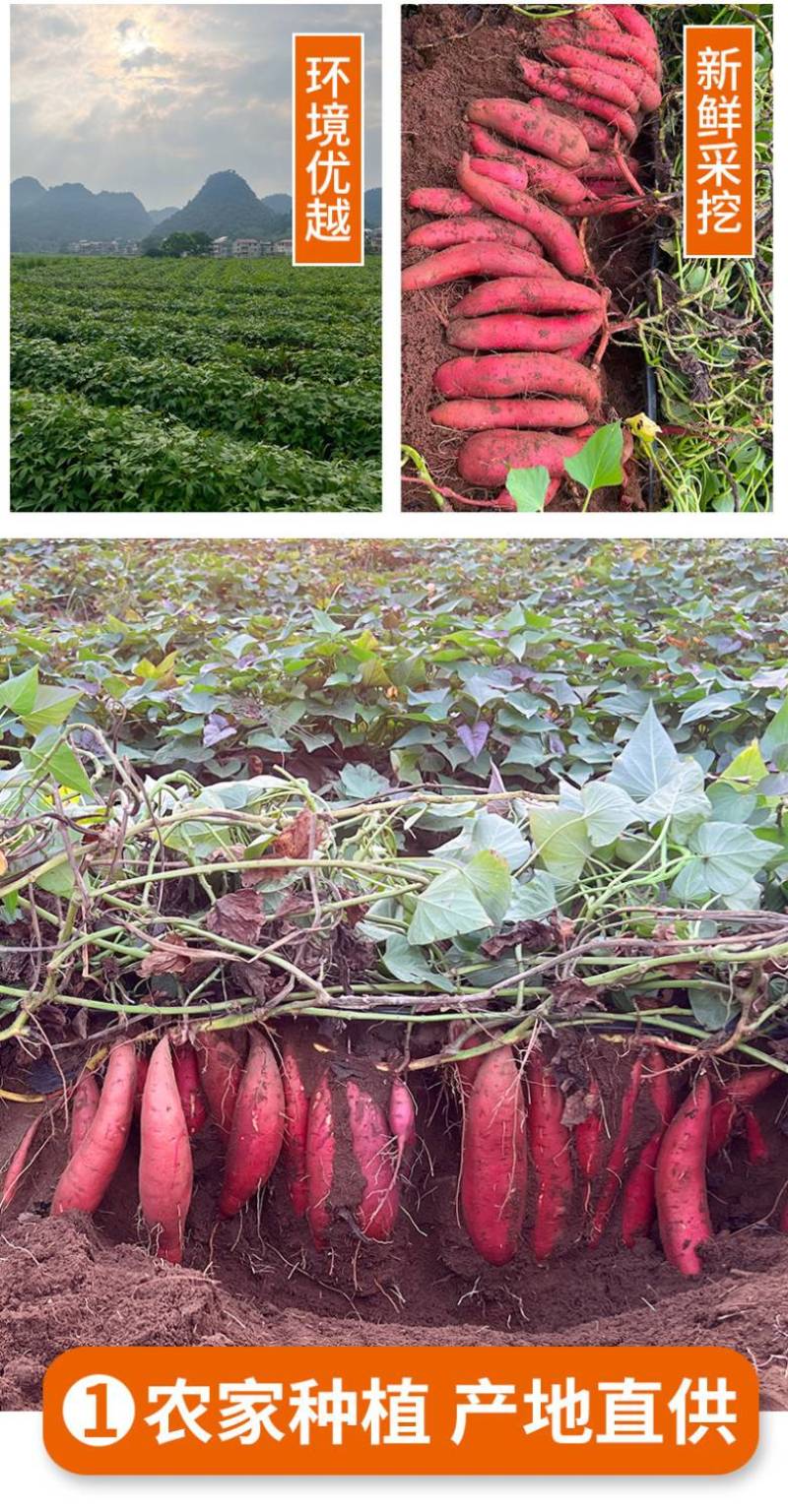 蜜薯